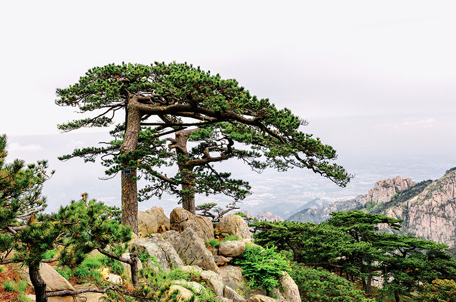泰山-泰山姊妹松 摄影：冯艇.jpg