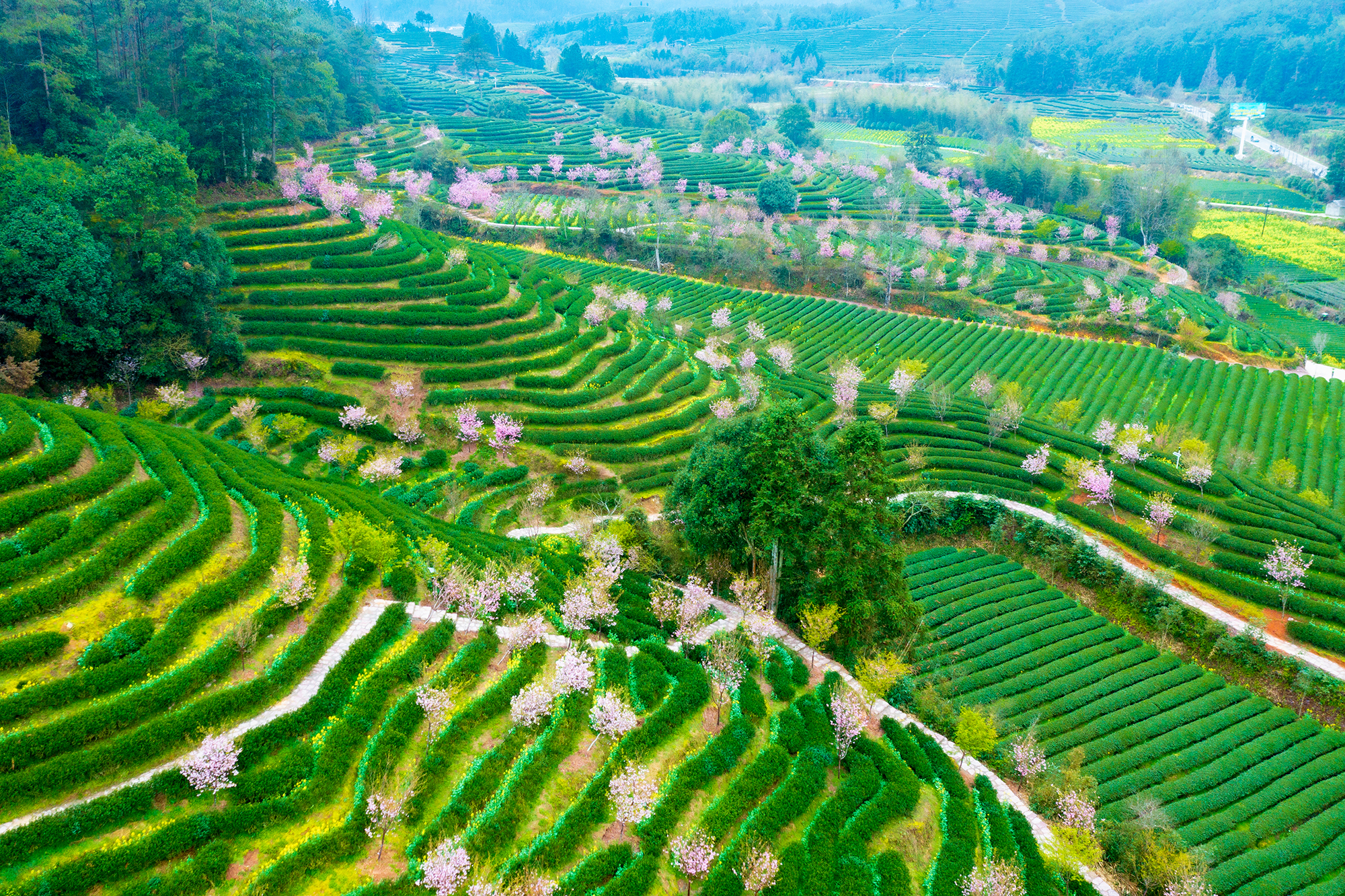 武夷山风光——燕子窠生态茶园 肖文凤摄.jpg