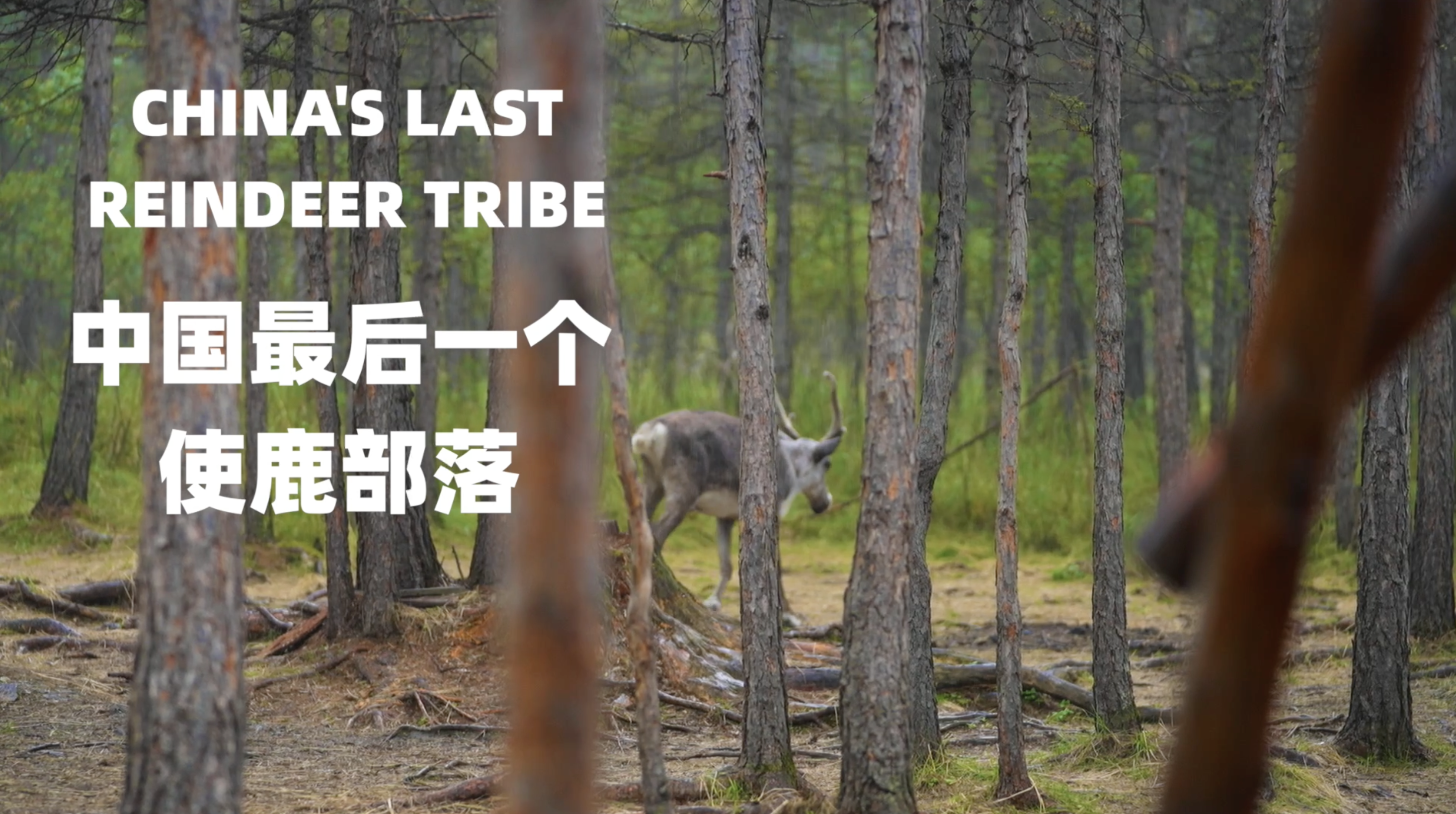 1使鹿部落.png